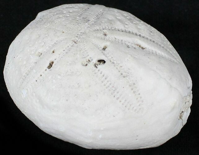 Fossil Sea Urchin (Eupatagus) - Florida #28771
